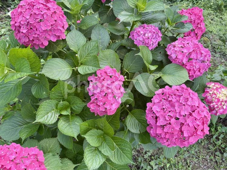 ピンクのアジサイたくさん 紫陽花,あじさい,アジサイの写真素材