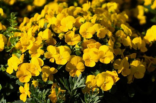 鮮やかな黄色い花の群生① 花,黄色,ビオラの写真素材