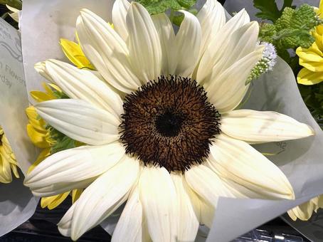 ひまわり ひまわり ひまわり,花,アップの写真素材