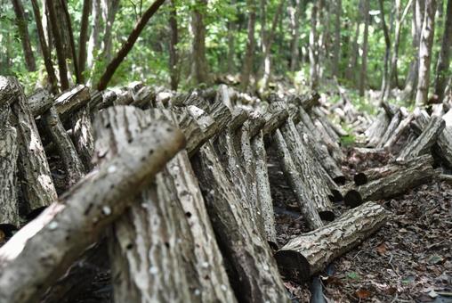 原木椎茸がたくさん並んでいる 椎茸,きのこ,原木の写真素材