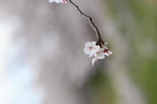 cherry blossoms, JPG