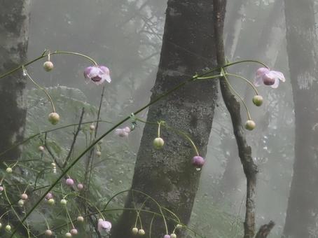 Photo, rhesus shuma, flower, grass, 