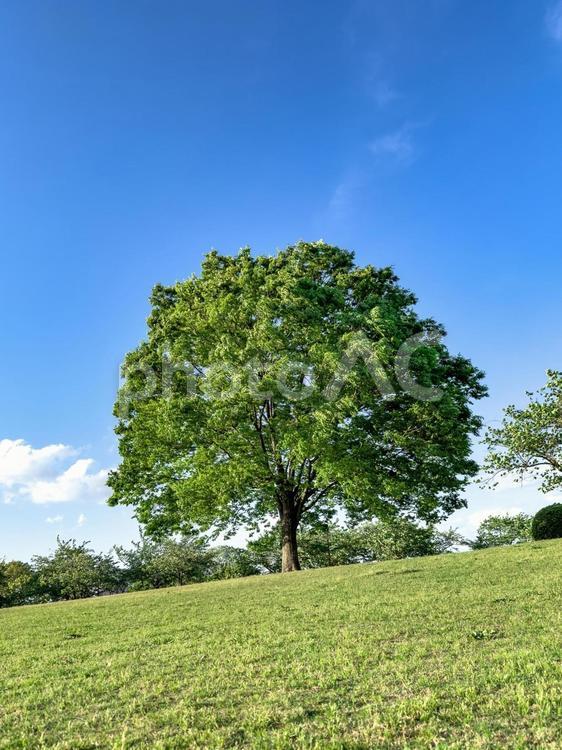 ４月　清々しい公園の新緑 木,新緑,公園の写真素材