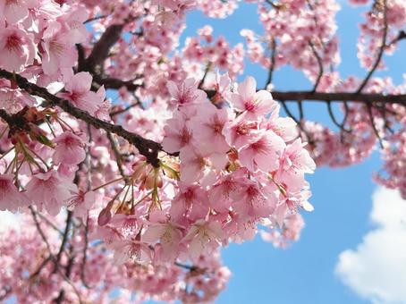 満開の桜 満開の桜の写真