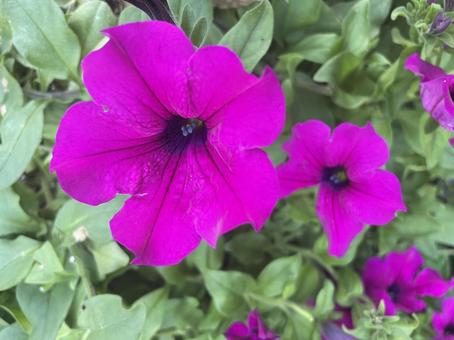 紫の花 アップ ハイビスカスみたい 紫の花 アップ ハイビスカスみたいの写真