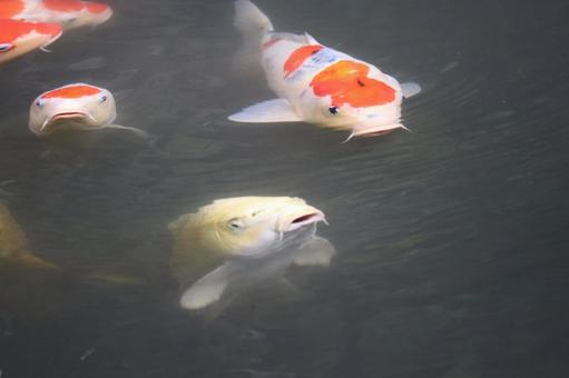 水面に鯉のいる池の風景 水面,鯉,池の写真素材