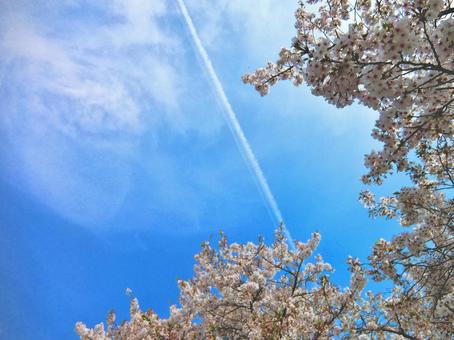 桜と飛行機雲 桜と飛行機雲 桜,飛行機雲,春の写真素材