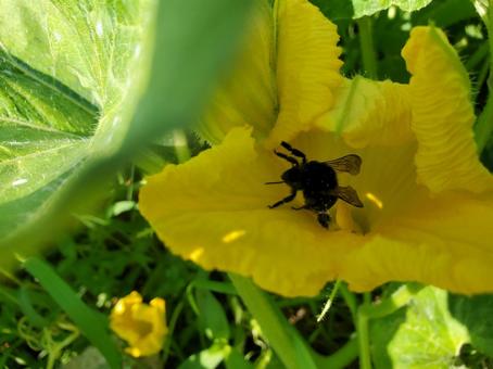 かぼちゃに訪花するクロマルハナバチ かぼちゃに訪花するクロマルハナバチの写真
