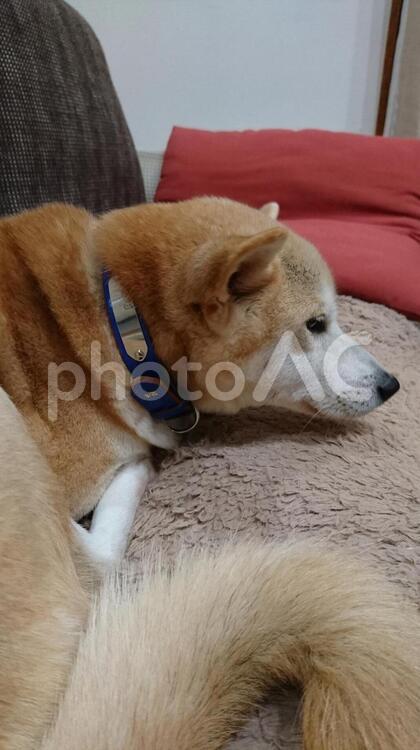 ソファーで休む老柴犬 1,ペット,何人もありませんの写真素材