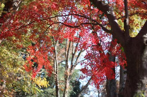 紅葉08 紅葉,公園,秋の写真素材