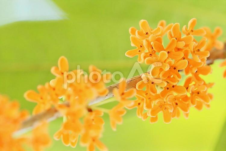 金木犀　キンモクセイのかわいい金色の花 キンモクセイ,金木犀,花の写真素材