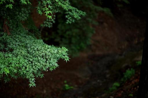 暗黒の風景の上で浮かぶ濃緑の葉たち 新緑,深緑,漆黒の写真素材