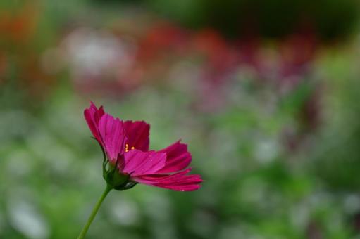 秋風に揺れて咲く コスモス,秋桜,花の写真素材