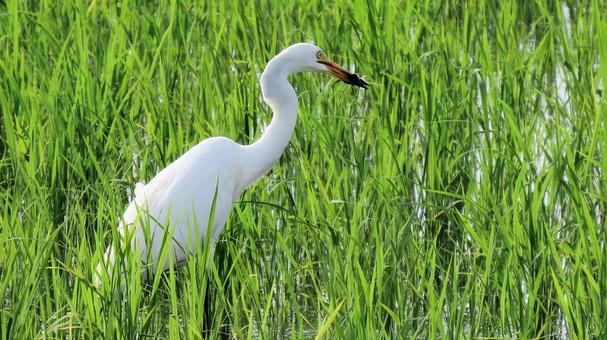 夏の田んぼでカエルを食べるシラサギ 夏の田んぼでカエルを食べるシラサギの写真