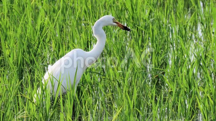 夏の田んぼでカエルを食べるシラサギ シラサギ,ダイサギ,夏の写真素材