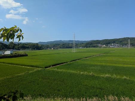 木の葉越しの田園風景(真夏) 木の葉越しの田園風景(真夏) 田んぼ,鉄塔,青田の写真素材