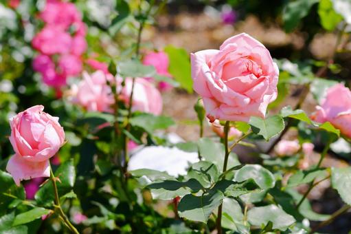薔薇 はまみらい 薔薇 はまみらいの写真