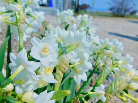 春の花(白) 春の花(白)の写真