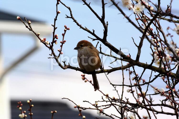 枝先にとまるモズ（大） shrike,はやにえ,もずの写真素材