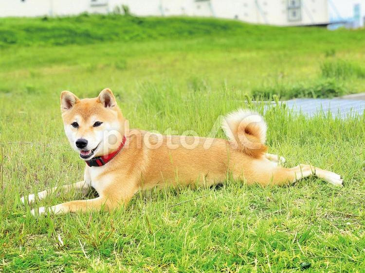 芝生の上でひと休み　柴犬 犬,柴犬,芝生の写真素材