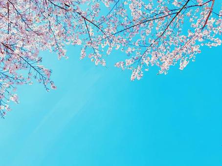 Cherry blossoms and blue sky, JPG