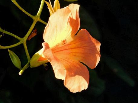 【花の写真】ノウゼンカズラ 【花の写真】ノウゼンカズラの写真