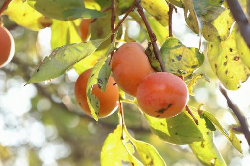 晩秋の柿 柿,晩秋,秋の写真素材