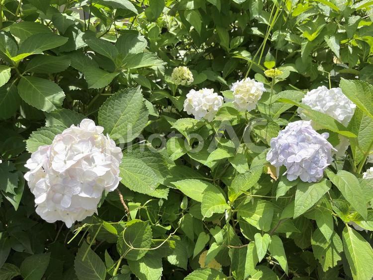 6月のあじさい 6月,紫陽花,アジサイの写真素材