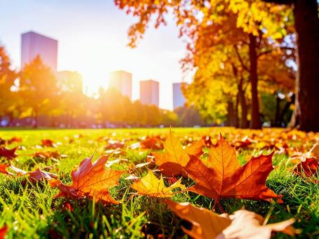 紅葉 紅葉の写真