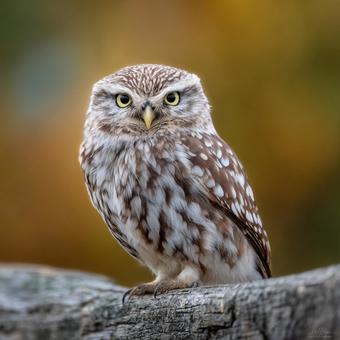 堂々と佇むフクロウのアート写真 堂々と佇むフクロウのアート写真の写真