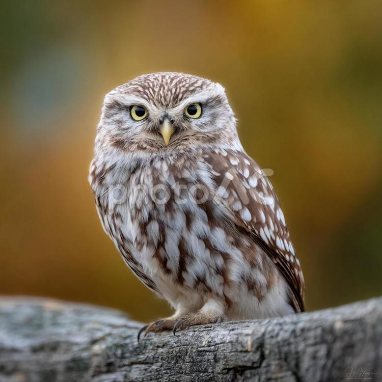 堂々と佇むフクロウのアート写真 フクロウ,コキンメフクロウ,鳥の写真素材