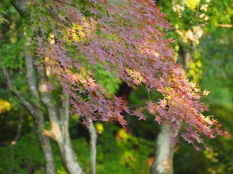 紅葉 紅葉の写真