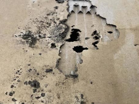 段ボールに作られたシロアリの巣 段ボールに作られたシロアリの巣の写真