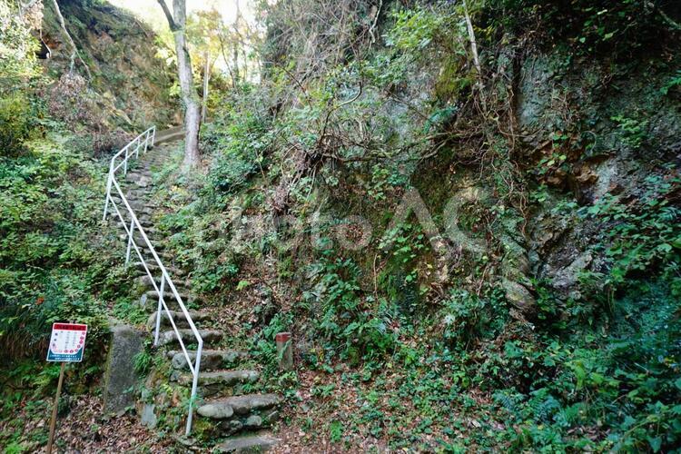 どこまでも続く木の根と階段 木,根,根っこの写真素材
