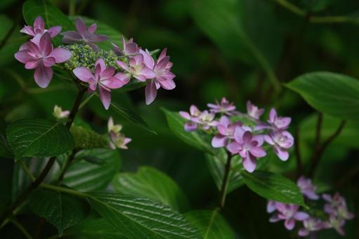 ガクアジサイ ガクアジサイ,アジサイ,花の写真素材