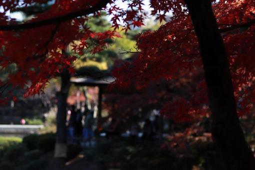 紅葉 紅葉の写真