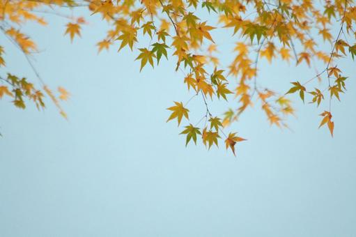 淡い水面を背景にしたもみじ 淡い水面を背景にしたもみじの写真