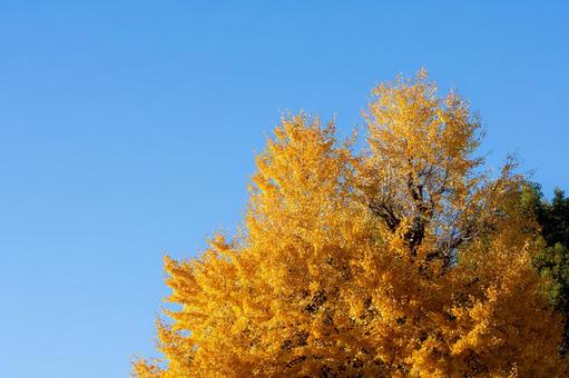 紅葉したイチョウと秋晴れの空 紅葉したイチョウと秋晴れの空 紅葉,秋晴れ,イチョウの写真素材