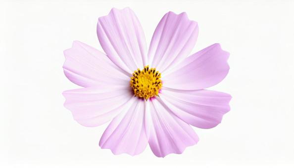 一輪のコスモスの花 一輪のコスモスの花の写真
