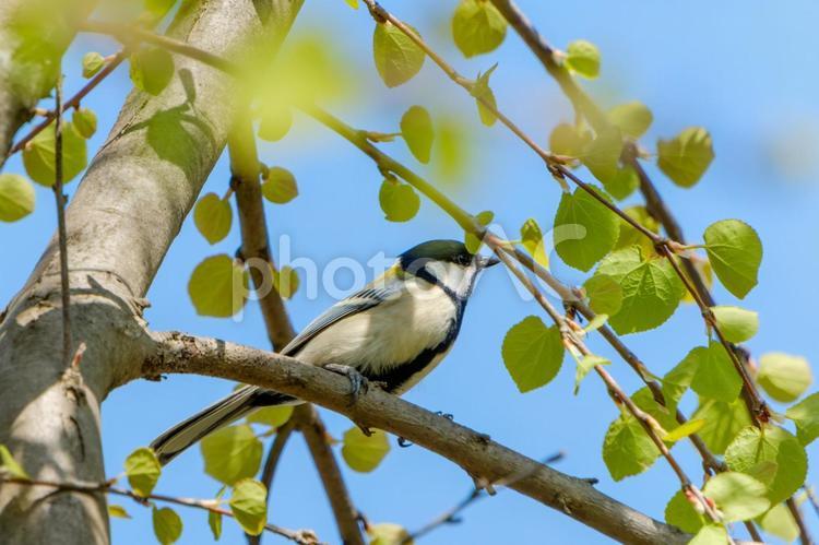 新緑の中に佇むシジュウカラ シジュウカラ,鳥,野鳥の写真素材