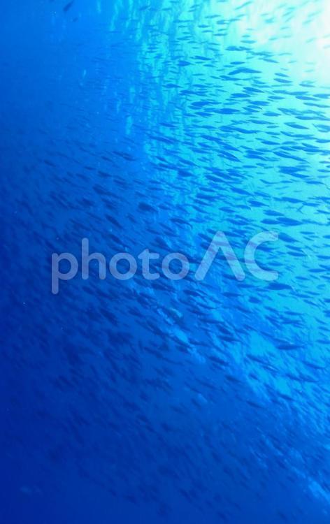 モルディブ　魚の大群 サカナ,モルディブ,ダイビングの写真素材