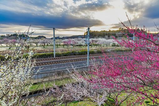 偕楽園公園　満開の梅園 偕楽園,花,梅の写真素材