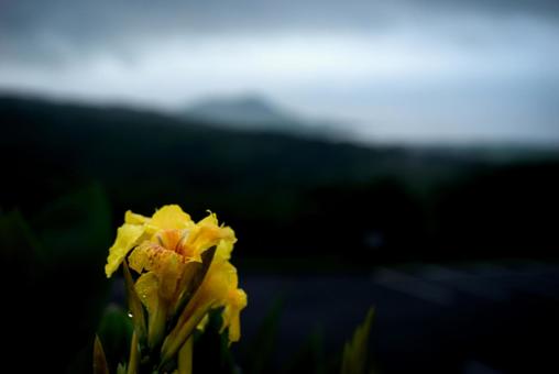 <素材>梅雨の雨の中のカンナの花 <素材>梅雨の雨の中のカンナの花 カンナ,ハナカンナ,ラッパソウの写真素材
