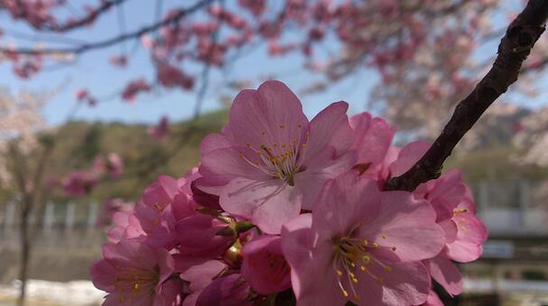紅山桜 桜,花,春の写真素材