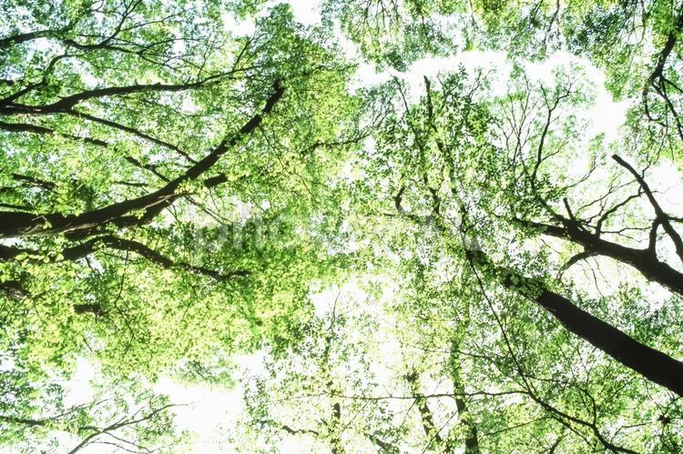 木漏れ日21 春,若葉,植物の写真素材