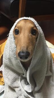 た被ってます た被ってますの写真