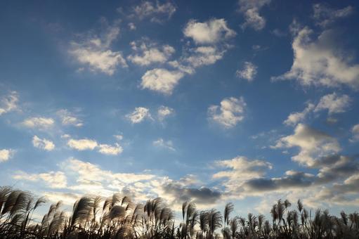 Photo, sky, cloud, susuki, 