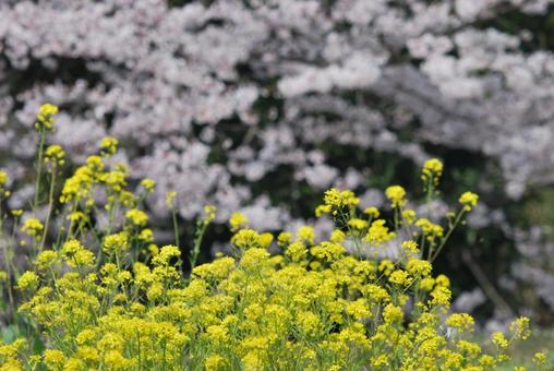 菜の花 菜の花 菜の花,春,花の写真素材