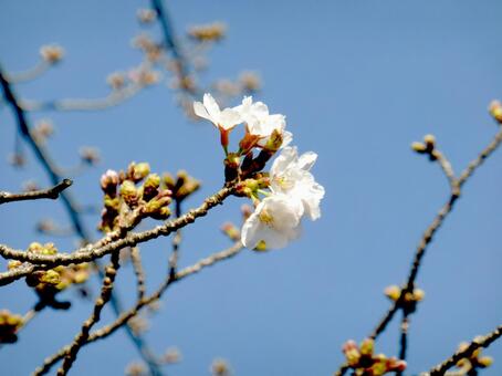 Somei Yoshino cherry blossoms bloom one by one, JPG Somei Yoshino cherry blossoms bloom one by one, JPG