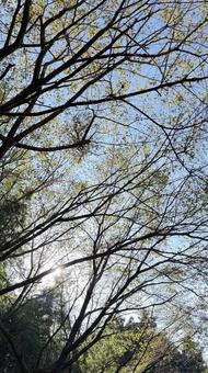 秋の日差しの写真